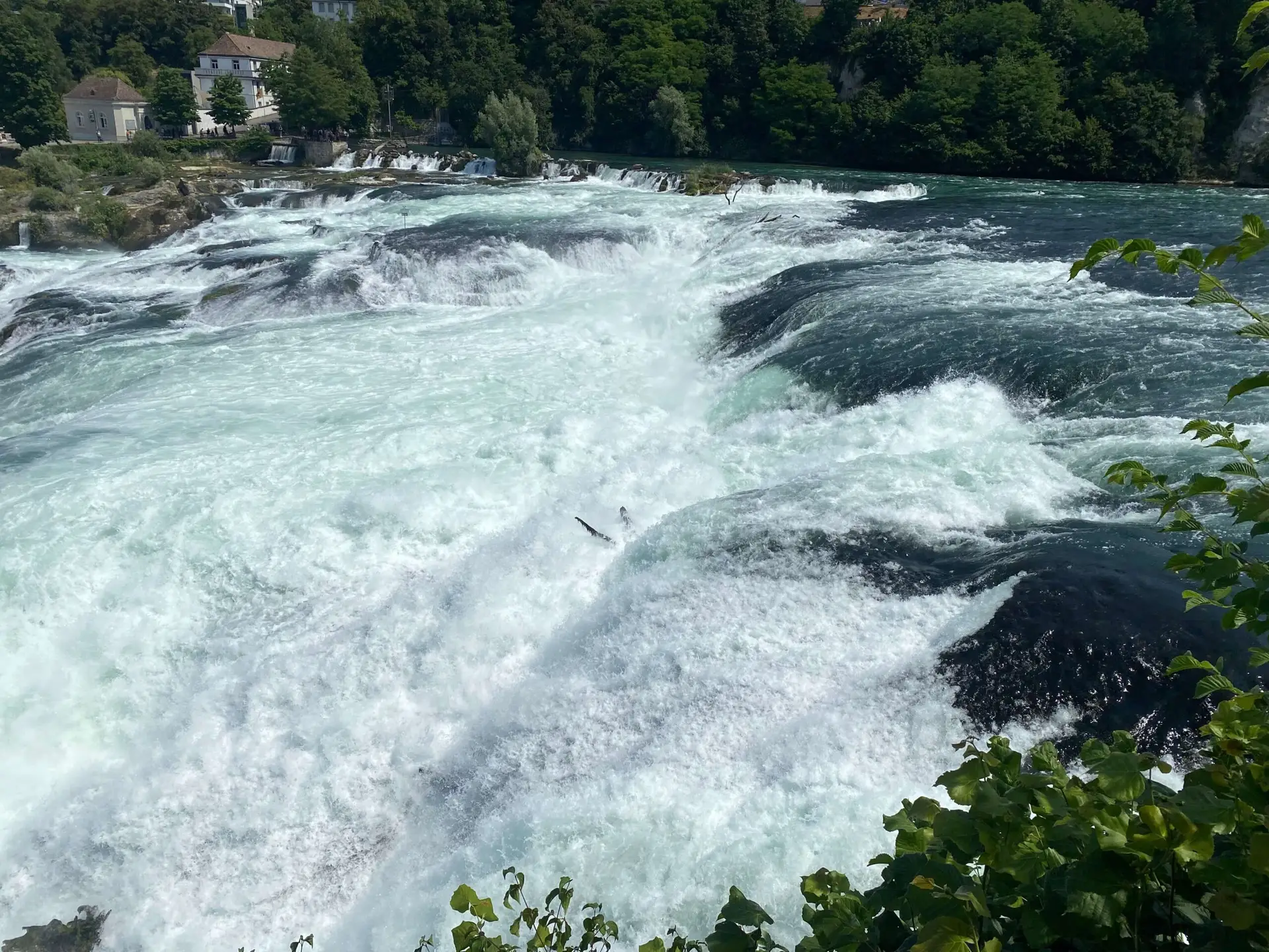 You are currently viewing Przyroda w Szwajcarii – kraina alpejskiej harmonii